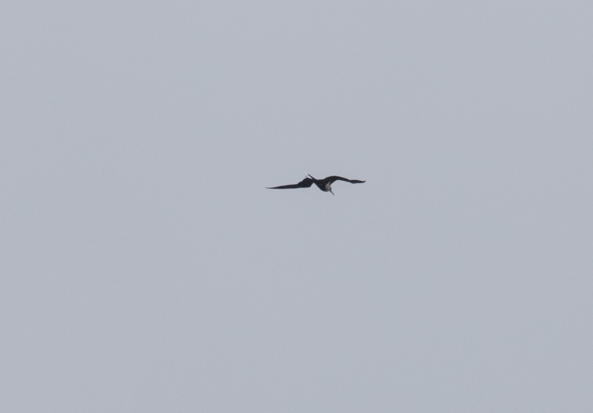 Lesser Frigatebird - ML307666161