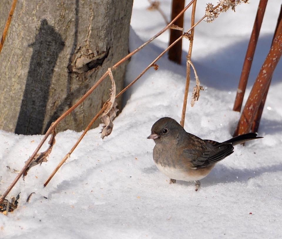 Junco ardoisé - ML307667181