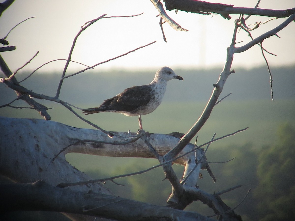 Lesser Black-backed Gull - ML30766811