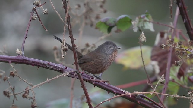 Wrentit - ML307668781