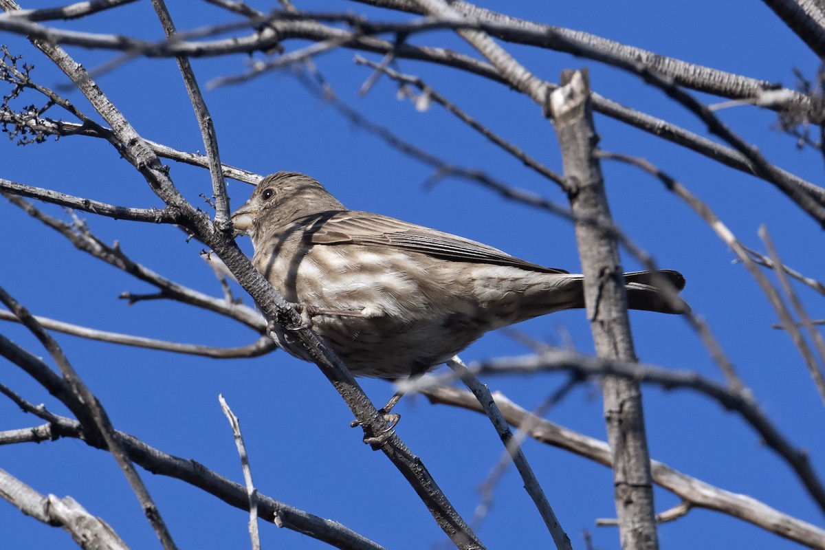 House Finch - ML307670081