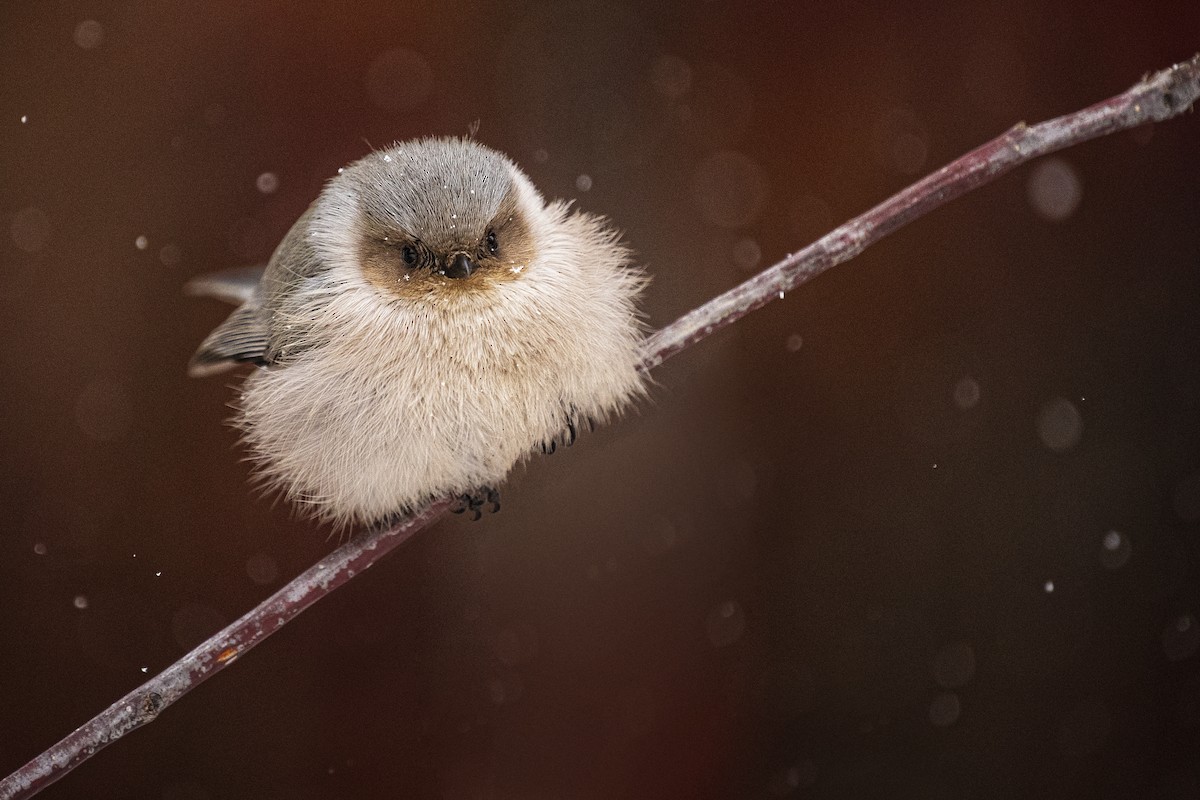 Bushtit - ML307671311