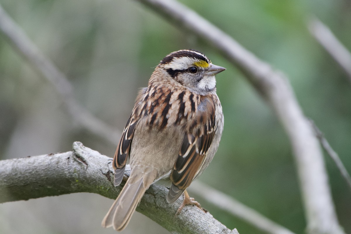 White-throated Sparrow - Dario Taraborelli