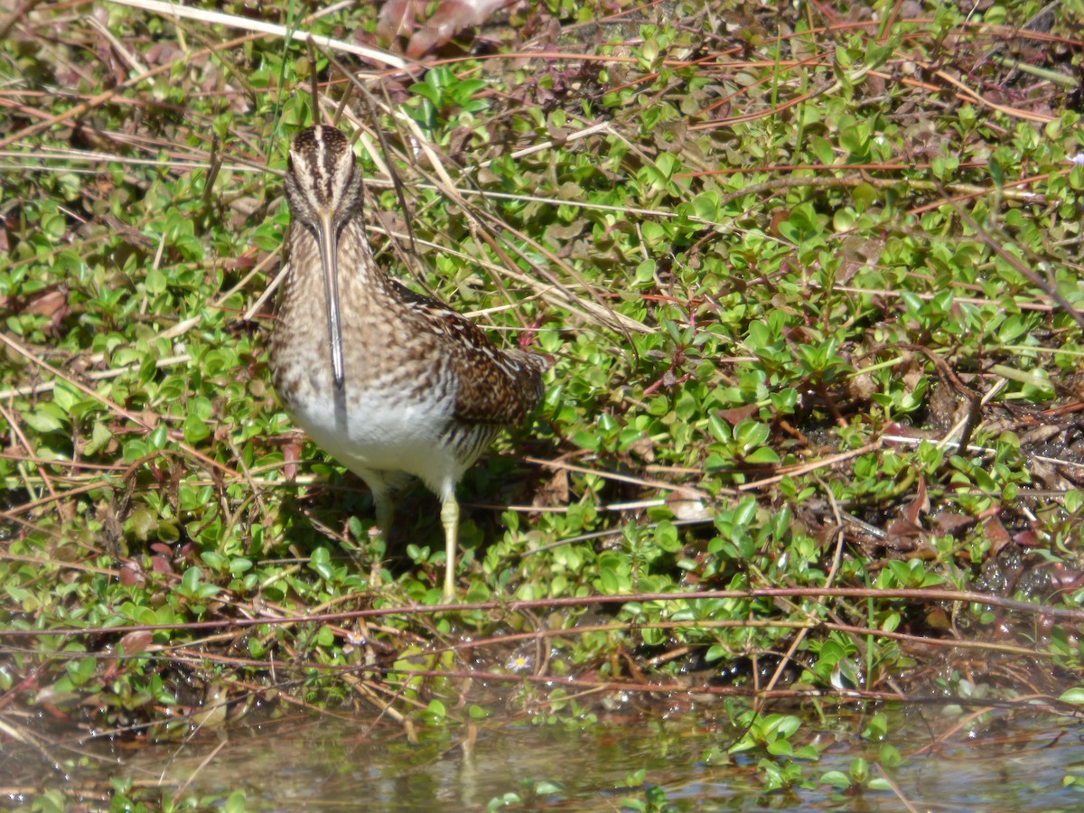 Wilson's Snipe - Betty Holcomb