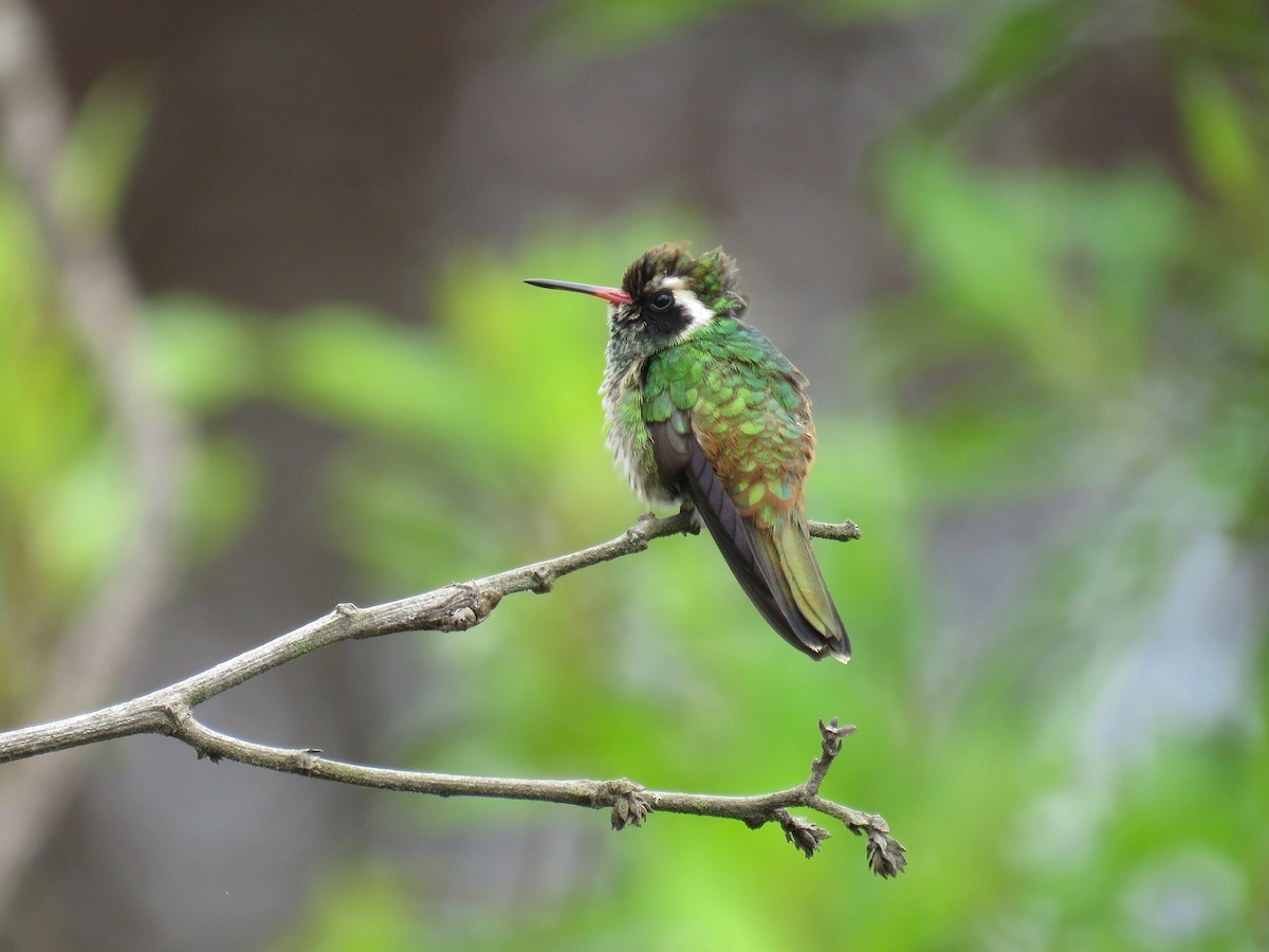 White-eared Hummingbird - ML30767491