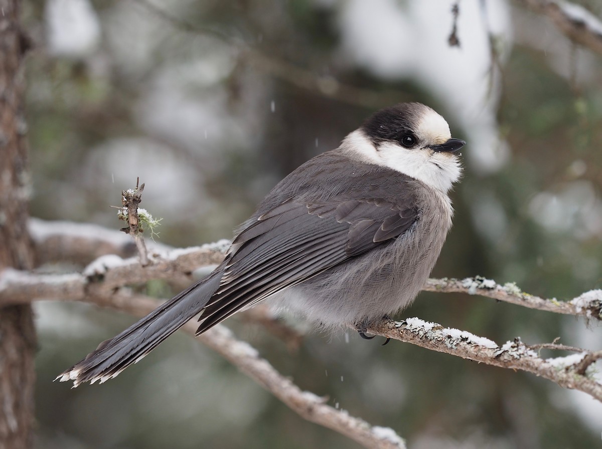Canada Jay - ML307675321