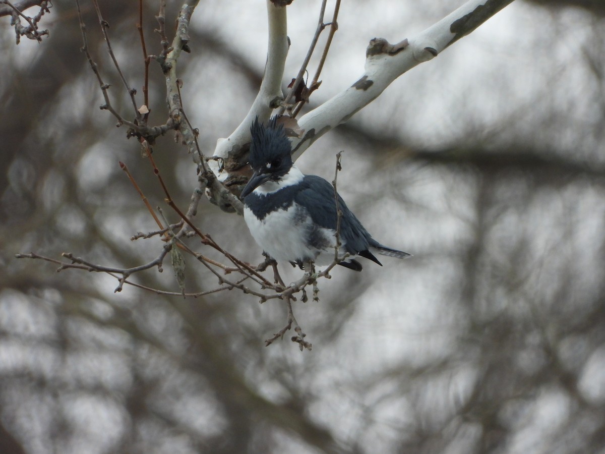 Belted Kingfisher - ML307678341