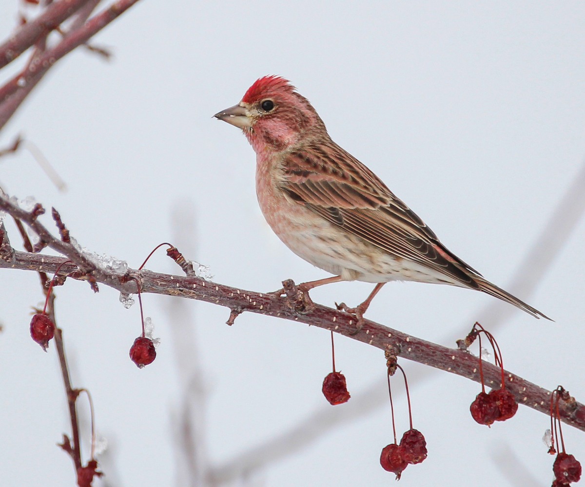 Cassin's Finch - ML307679561