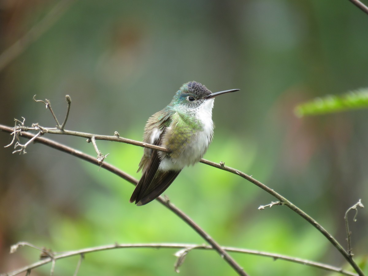 Azure-crowned Hummingbird - John van Dort