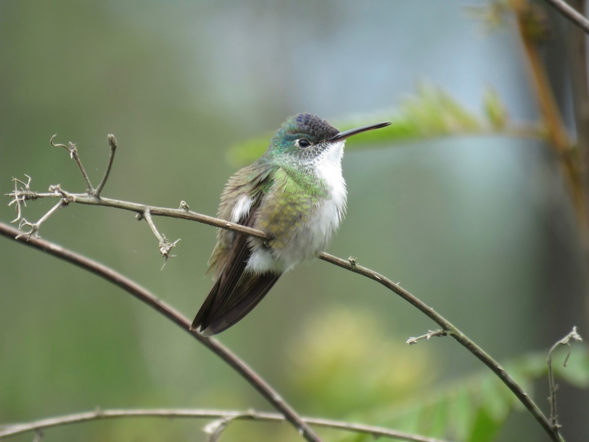 kolibřík azurovotemenný - ML30768081