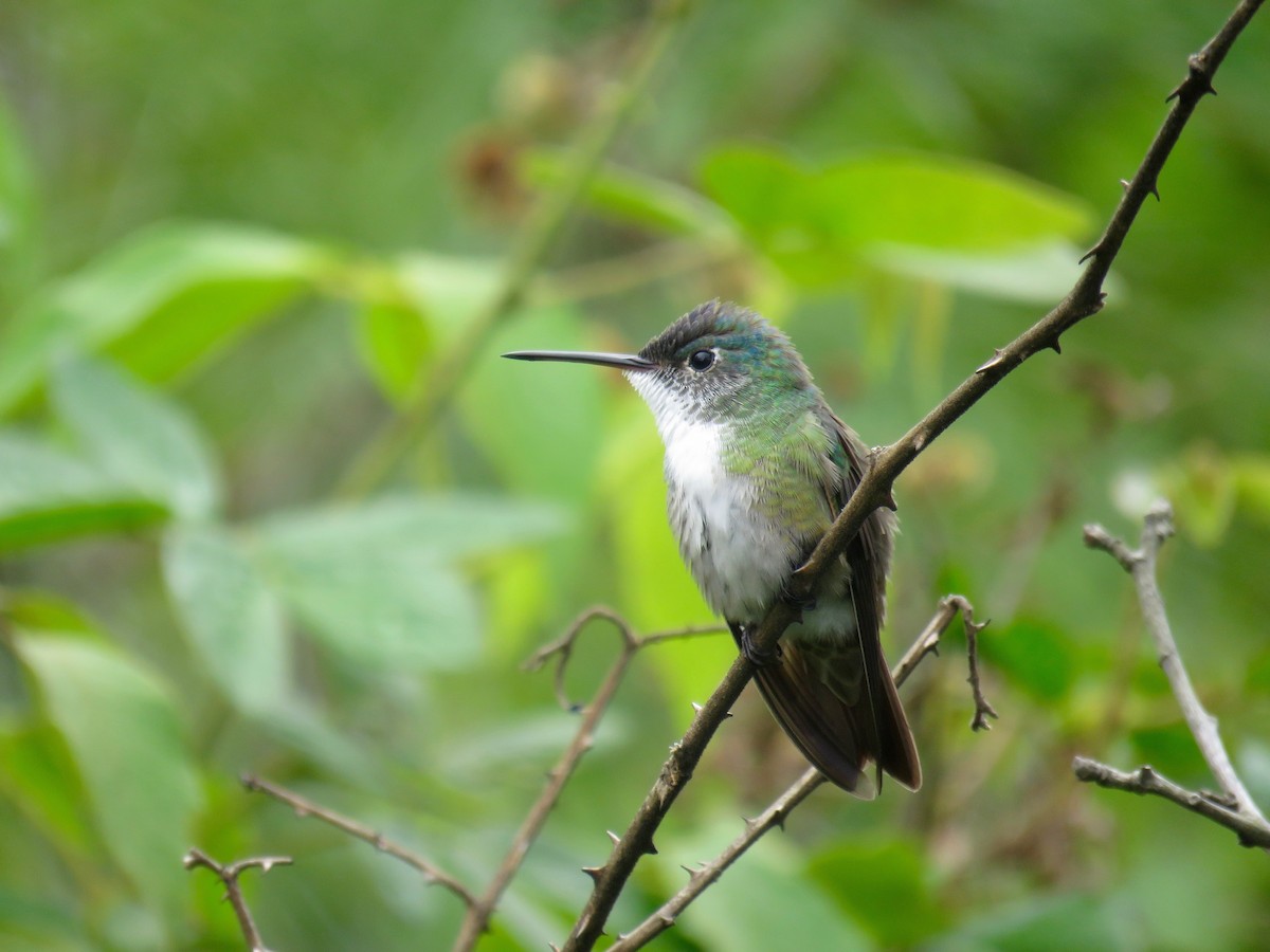 Azure-crowned Hummingbird - John van Dort