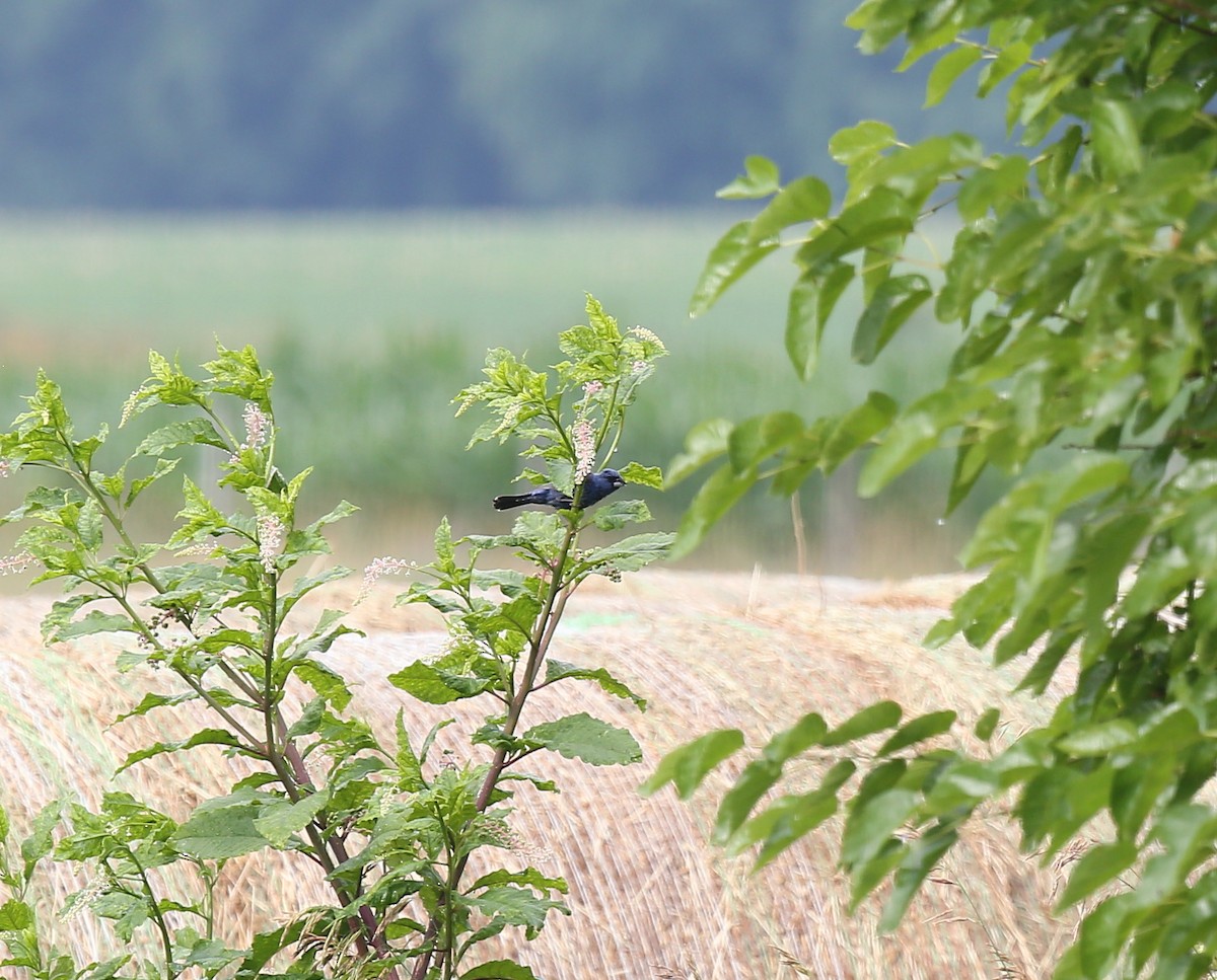 Blue Grosbeak - ML30768151