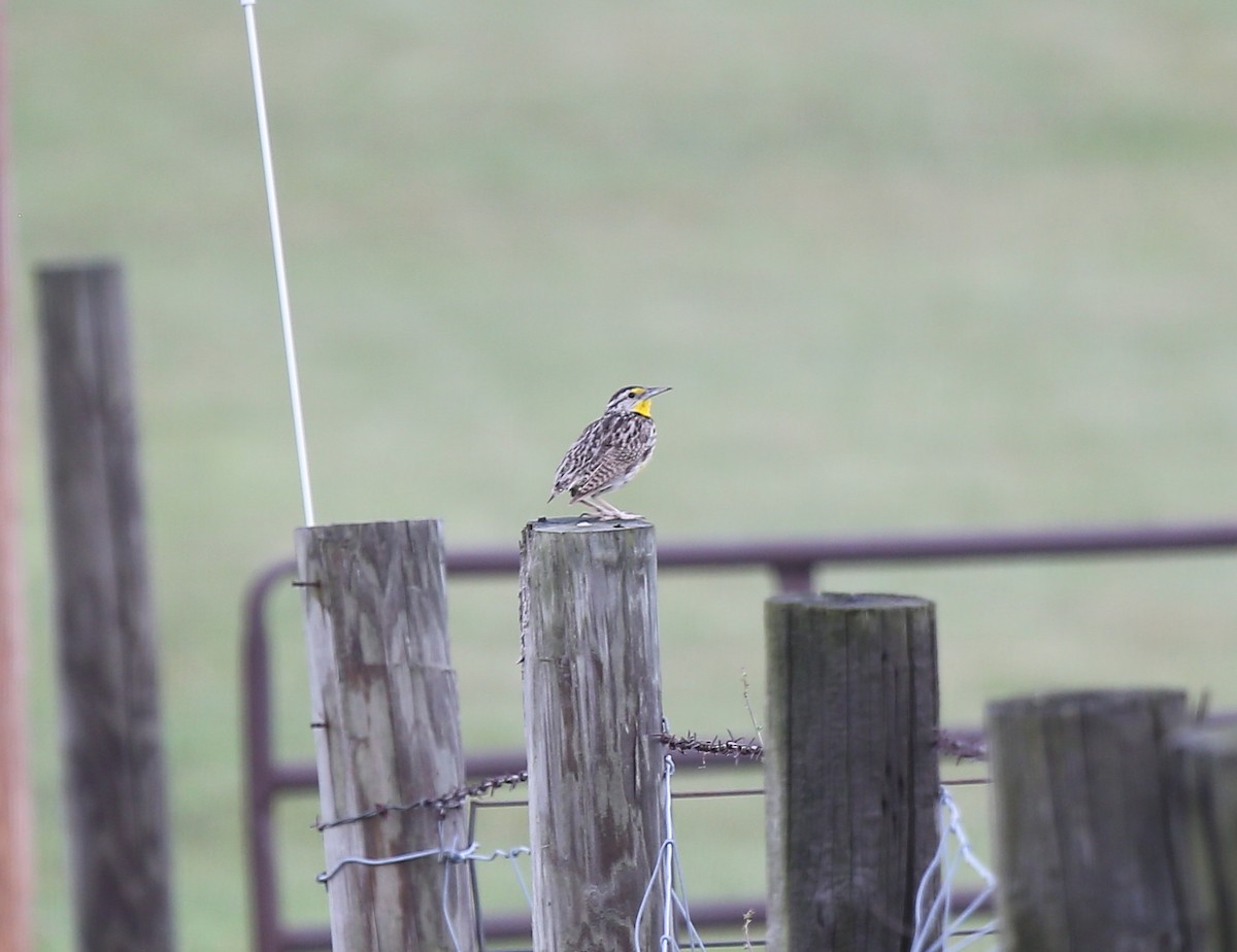 Western Meadowlark - ML30768201