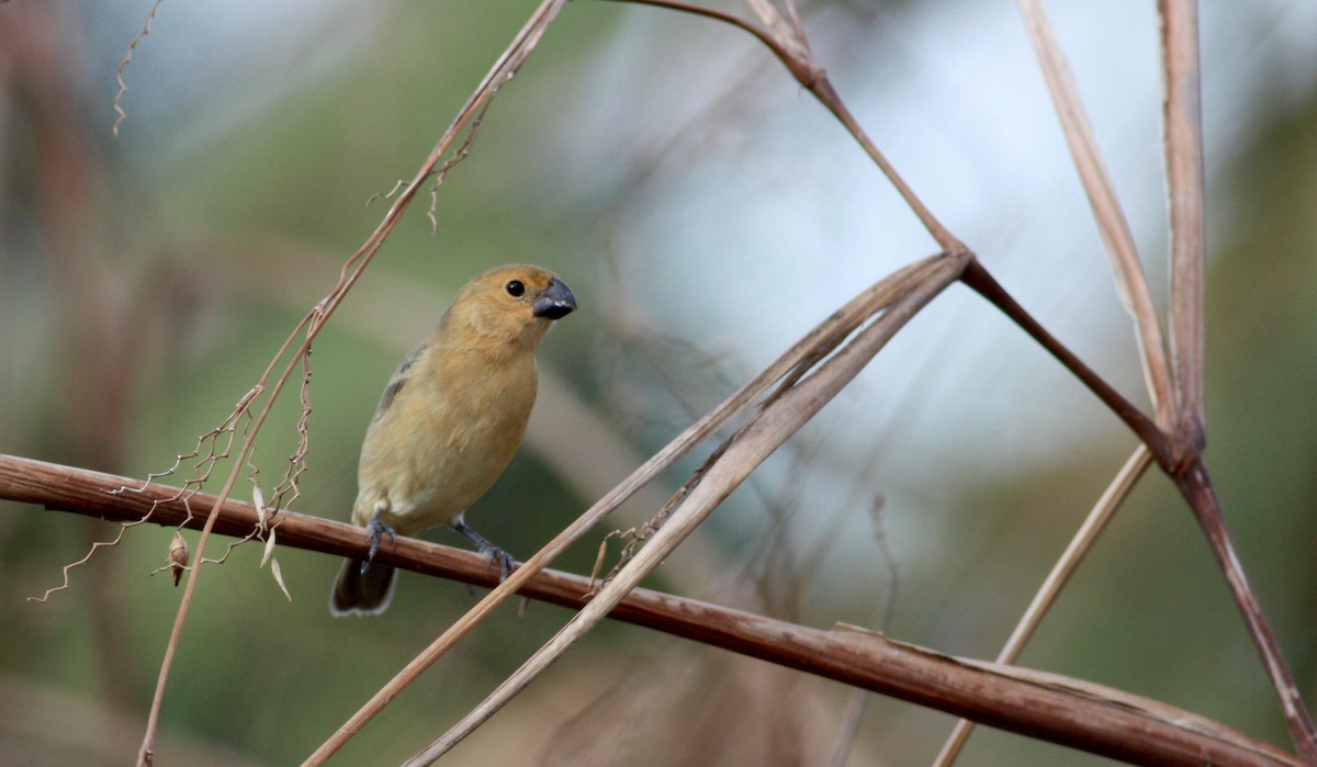 Gray Seedeater - Jay McGowan