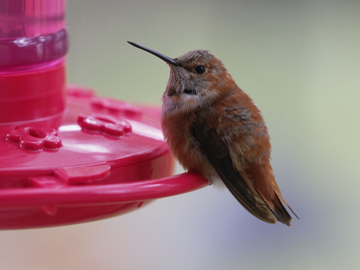Rufous Hummingbird - Dina Perry