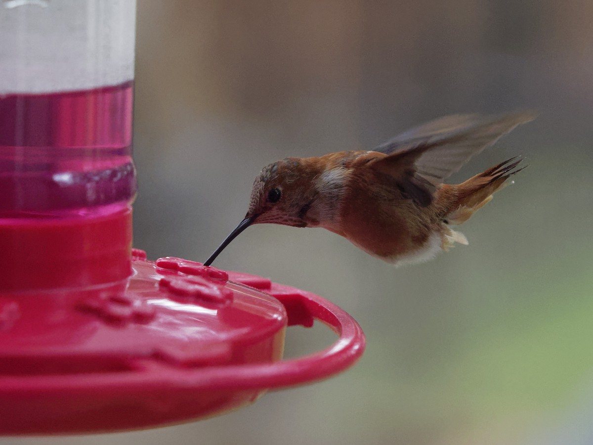 Rufous Hummingbird - Dina Perry