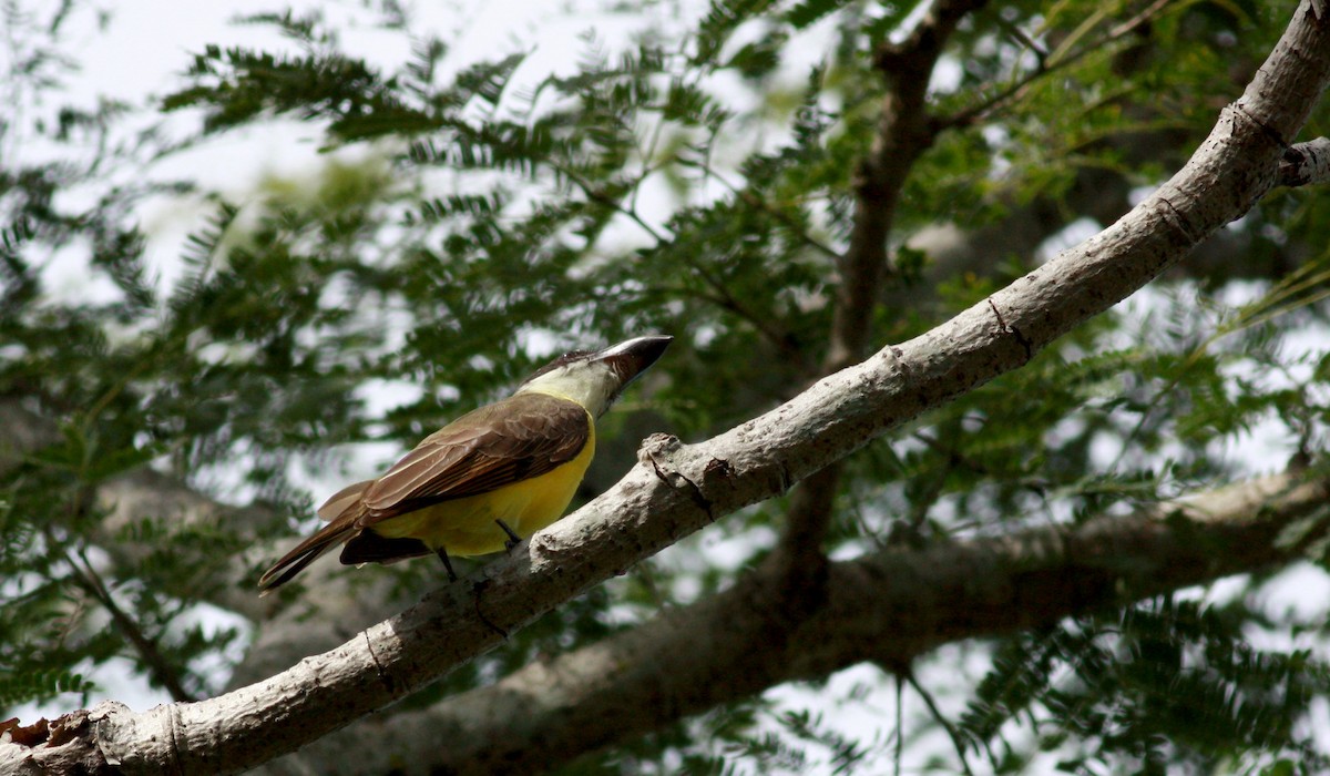 Boat-billed Flycatcher - ML30768391