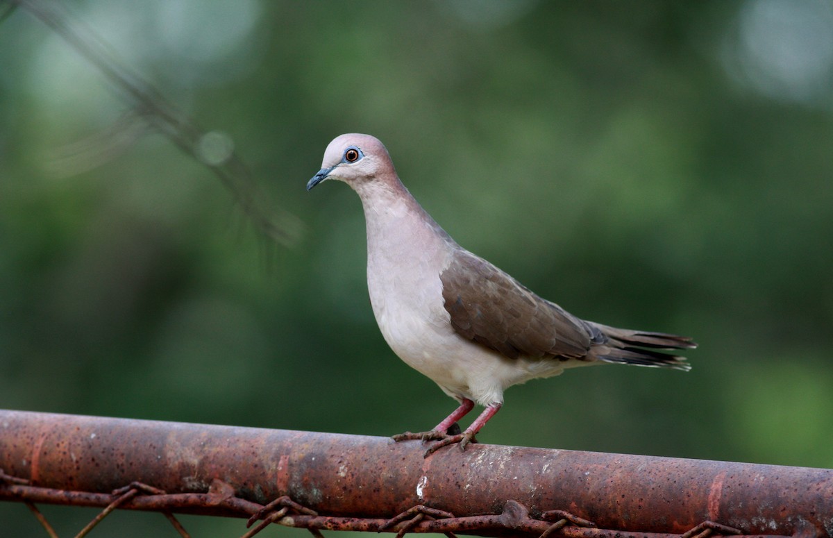 White-tipped Dove (White-tipped) - Jay McGowan