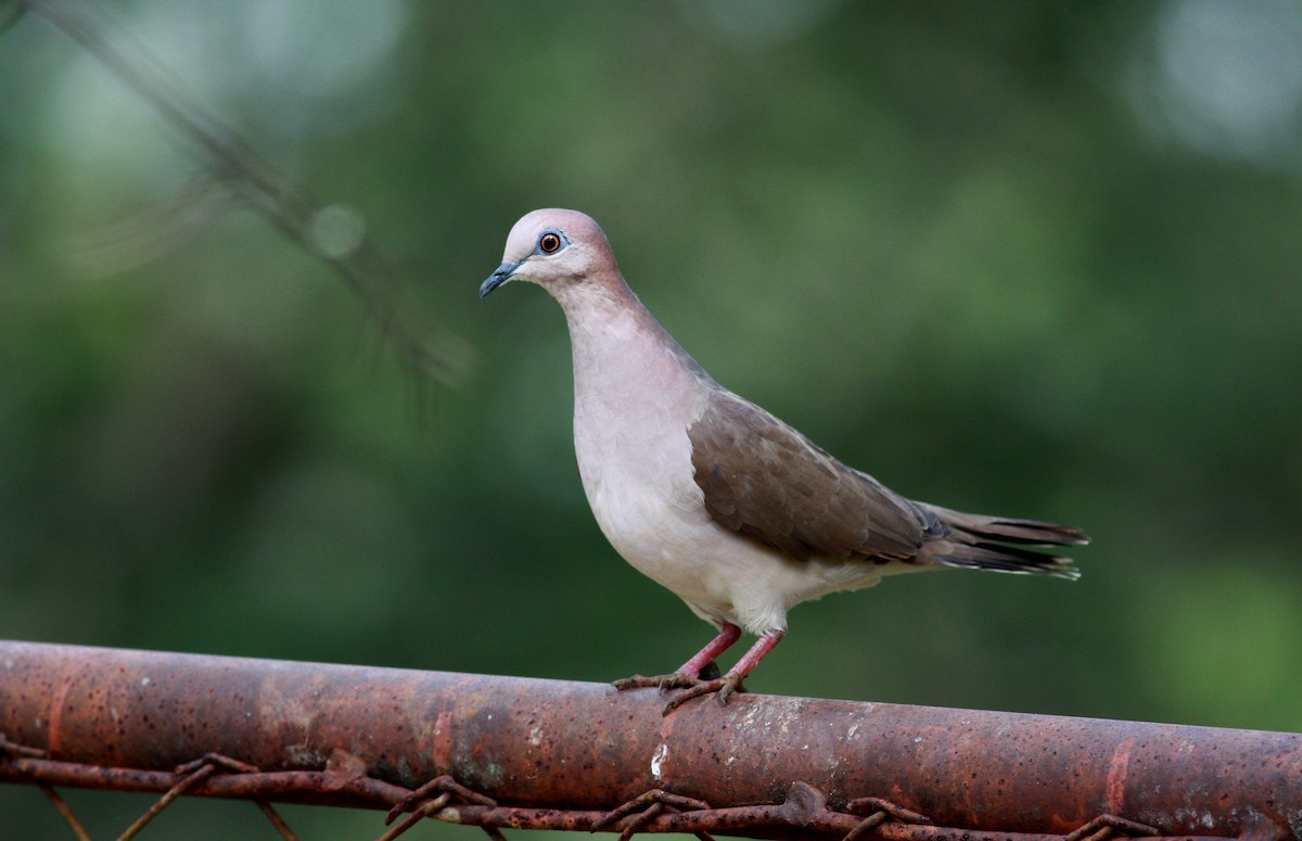 White-tipped Dove (White-tipped) - ML30768481