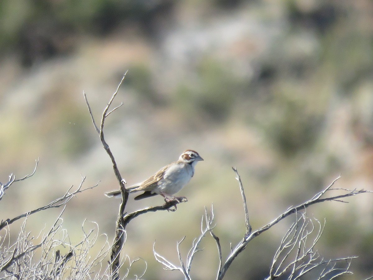 Lark Sparrow - ML30768541