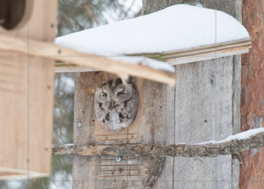 Eastern Screech-Owl - ML307685411