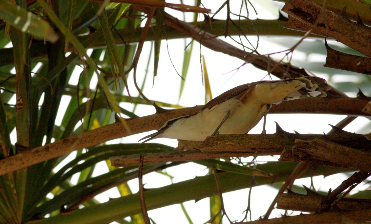 Bicolored Wren - ML30768641