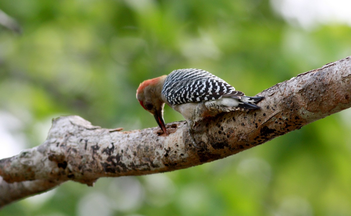 Red-crowned Woodpecker - ML30768661