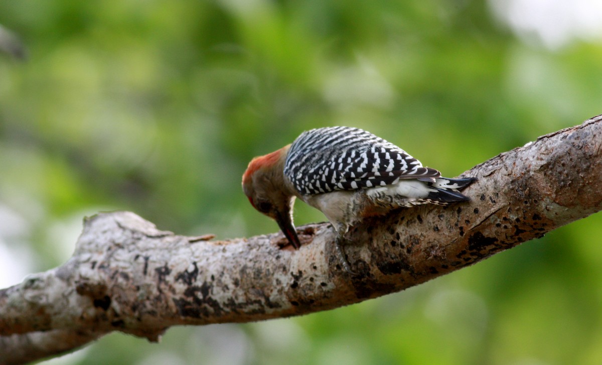 Red-crowned Woodpecker - ML30768671