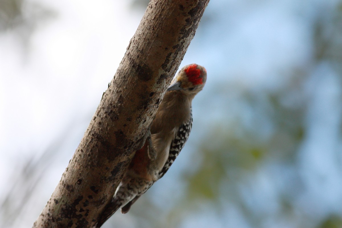 Red-crowned Woodpecker - ML30768691
