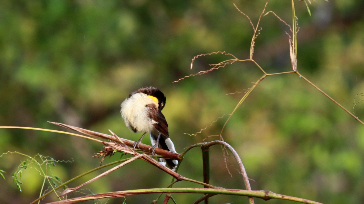 Black-capped Donacobius - ML30768731