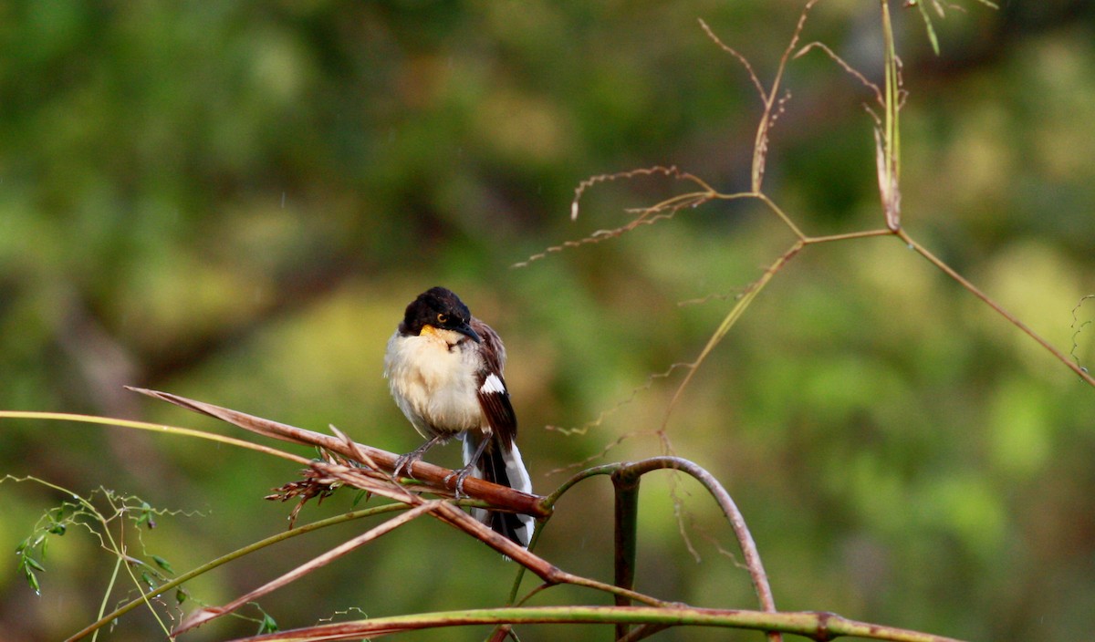 Black-capped Donacobius - ML30768751