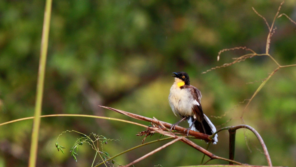 Black-capped Donacobius - ML30768761