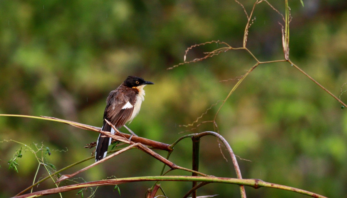 Black-capped Donacobius - ML30768791