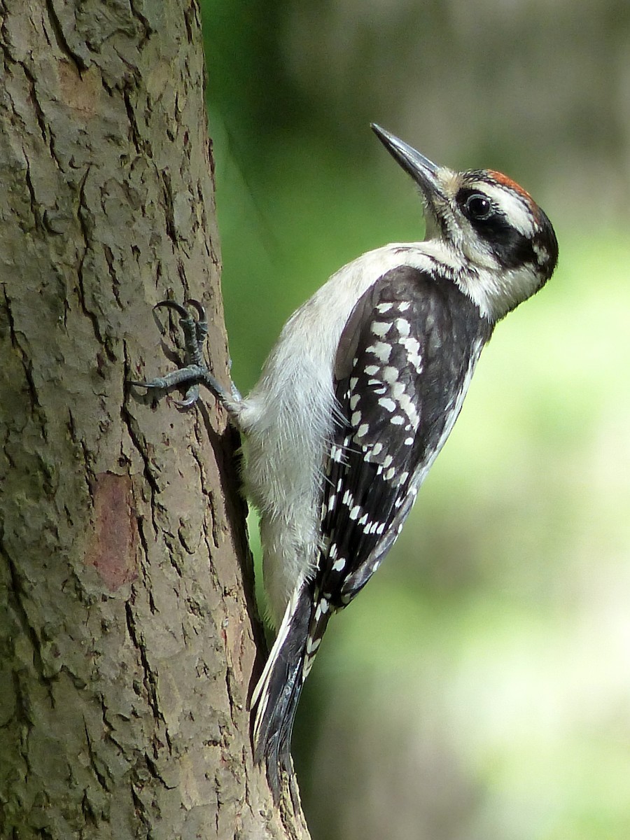 Hairy Woodpecker - Ben Jesup