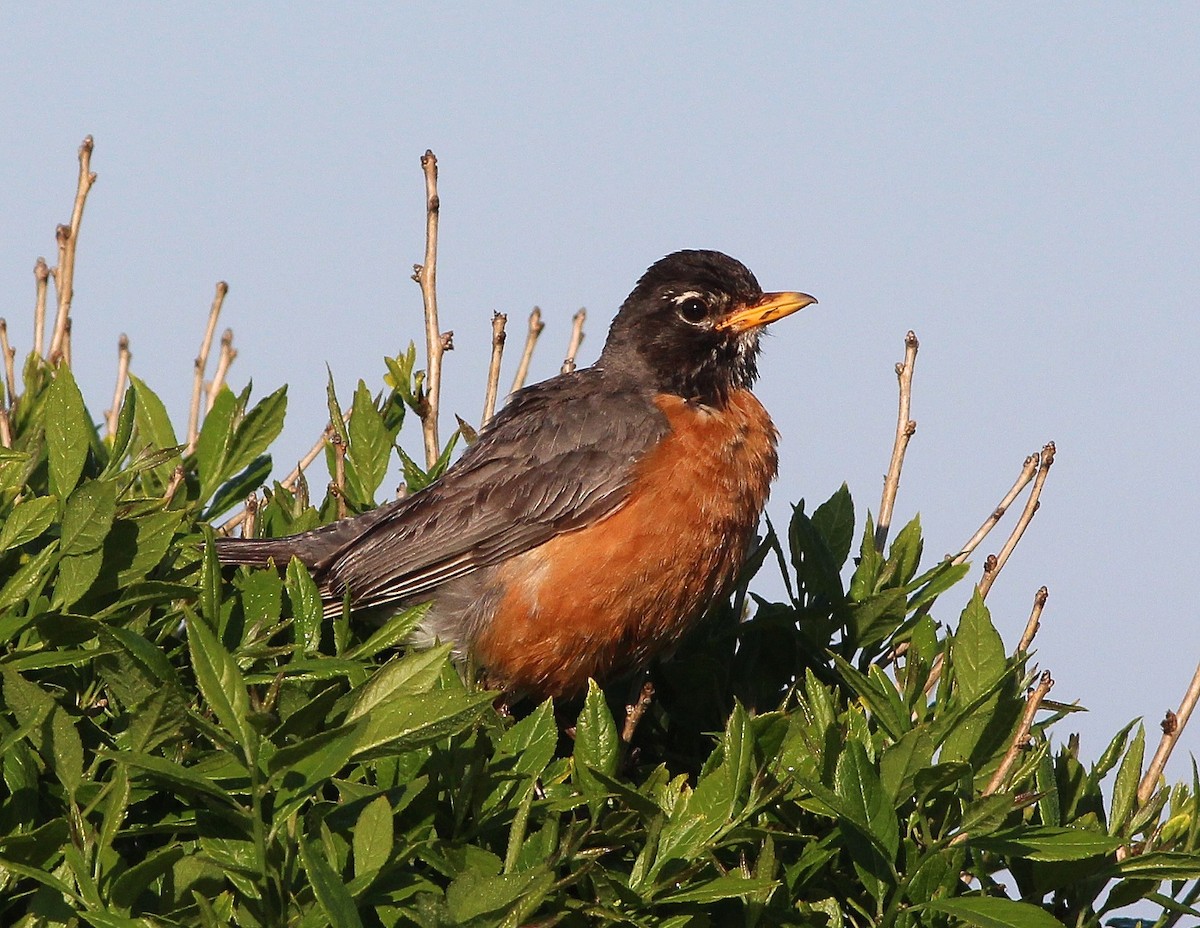 American Robin - ML30768821