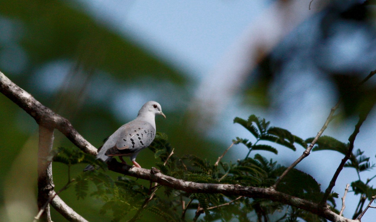 Blue Ground Dove - Jay McGowan