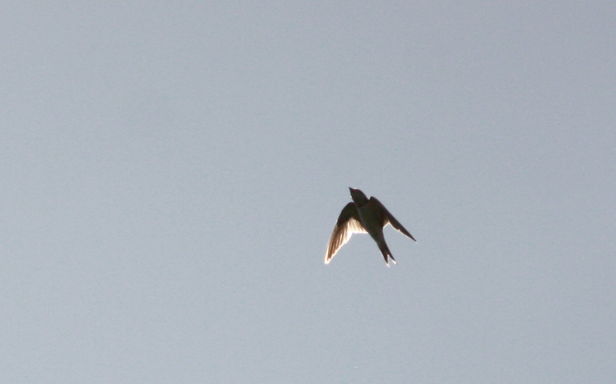 Barn Swallow - Jay McGowan