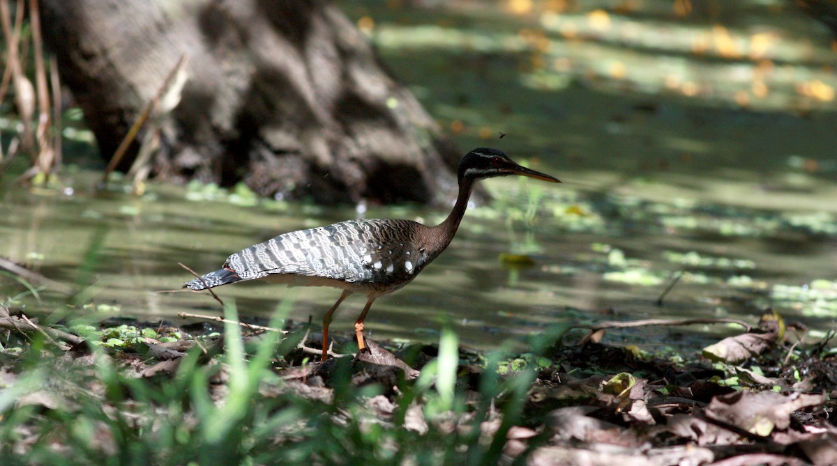 Sunbittern - ML30768981