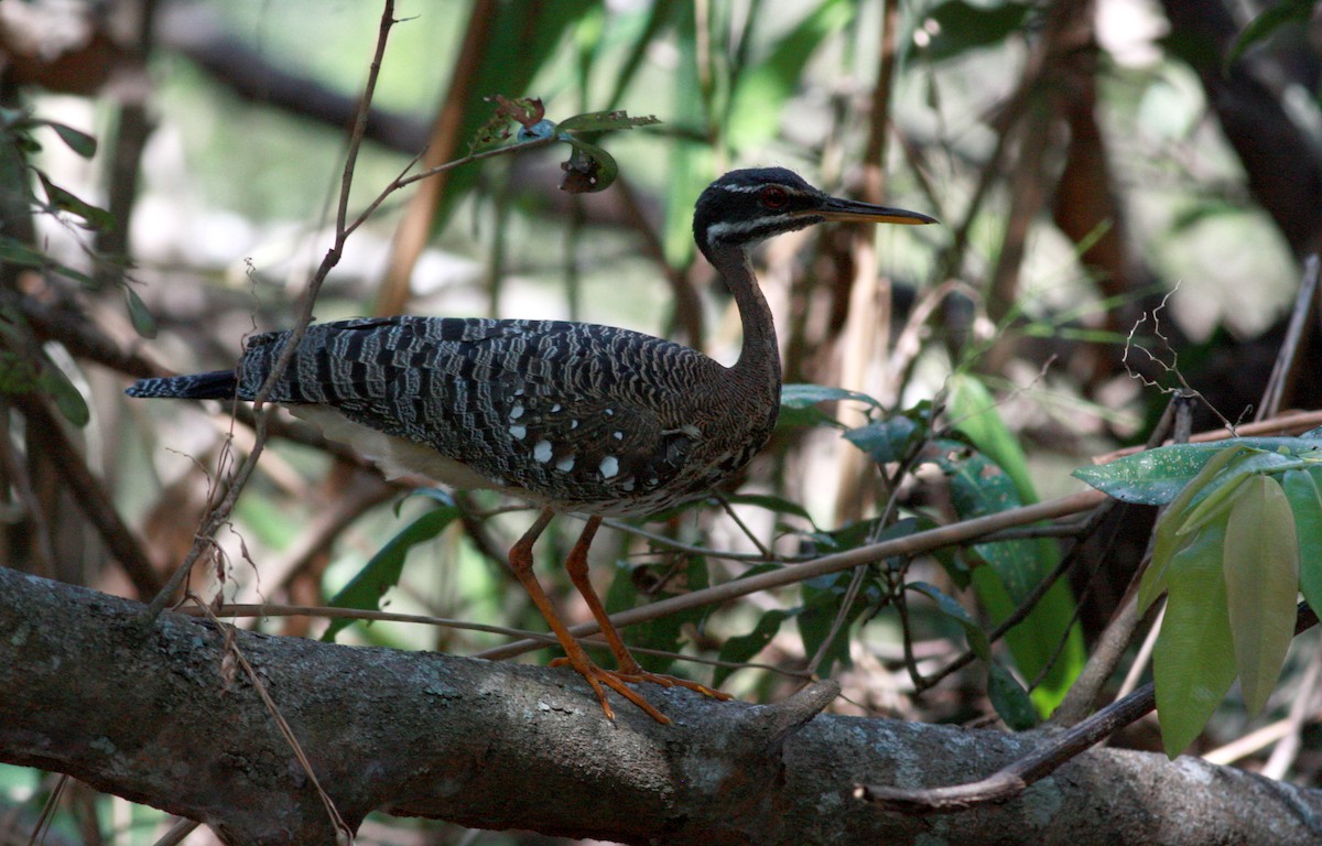 Sunbittern - ML30769021