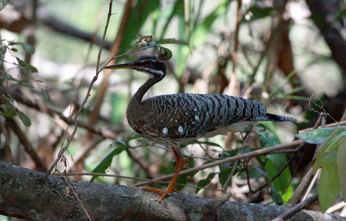 Sunbittern - ML30769031