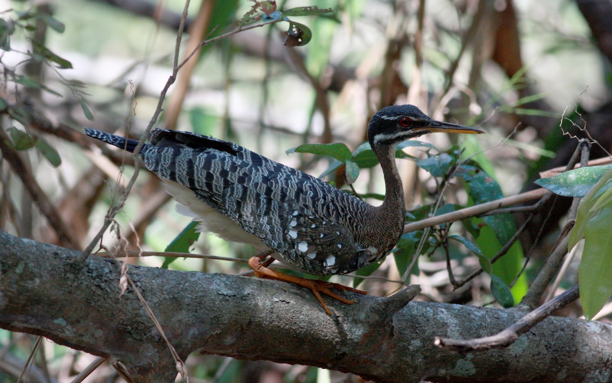 Sunbittern - ML30769071