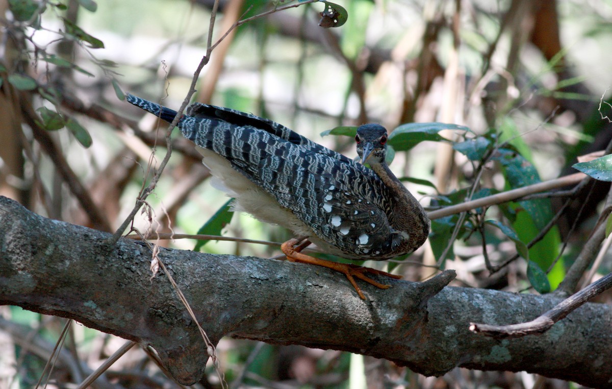 Sunbittern - Jay McGowan