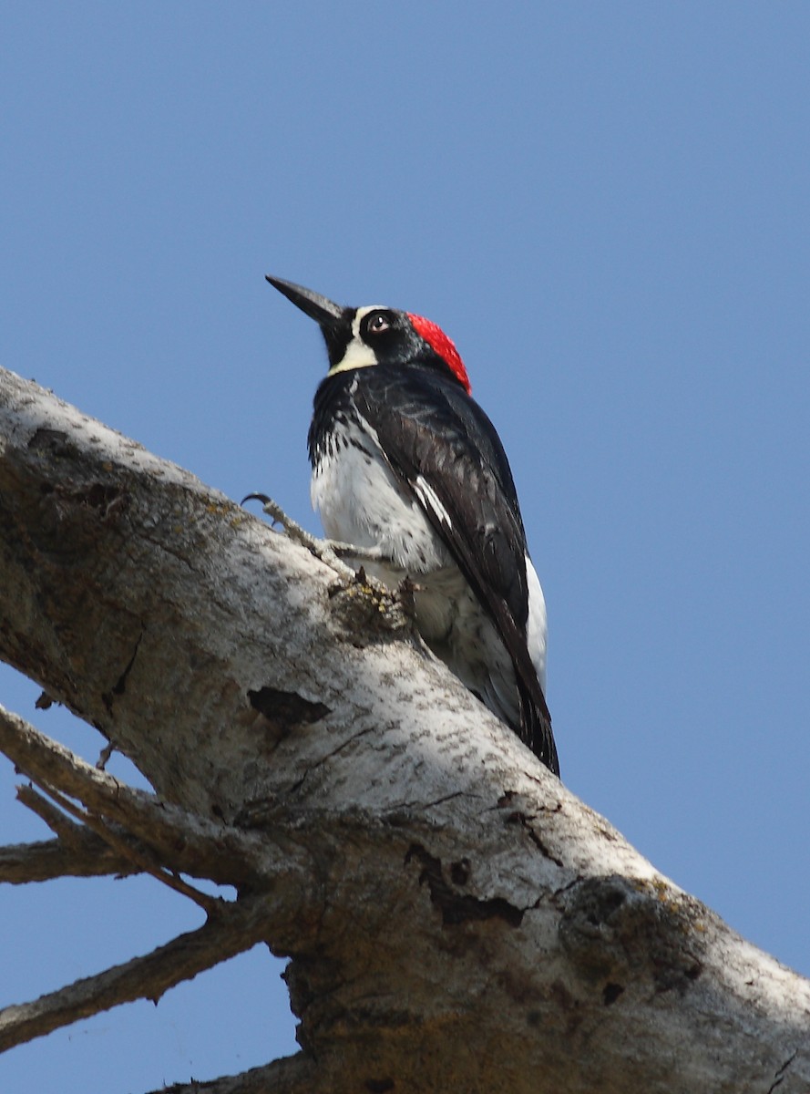 Acorn Woodpecker - J. Marty Paige