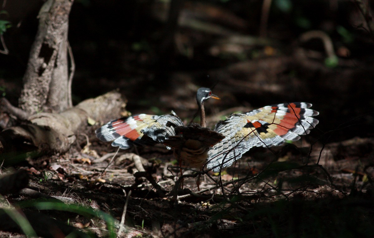 Sunbittern - ML30769101