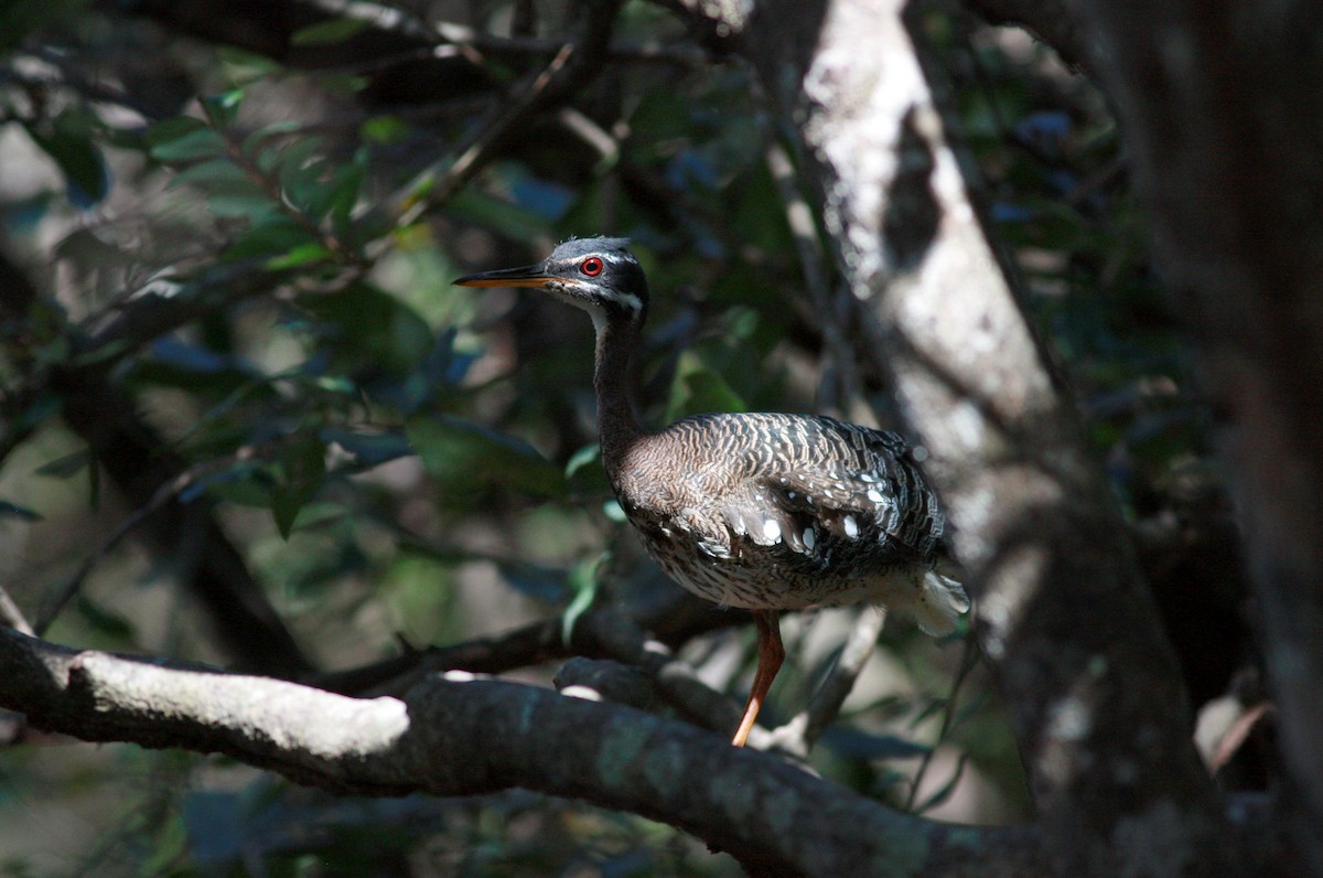 Sunbittern - ML30769111