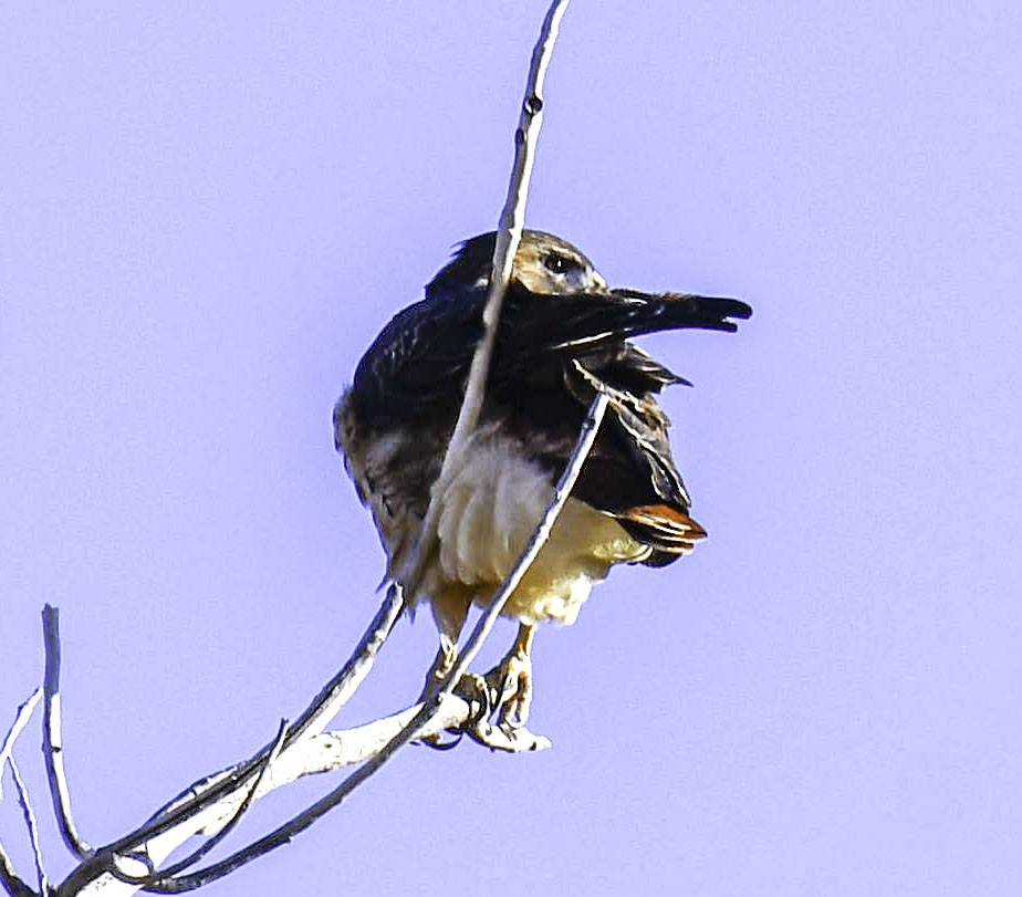 rødhalevåk - ML307691281