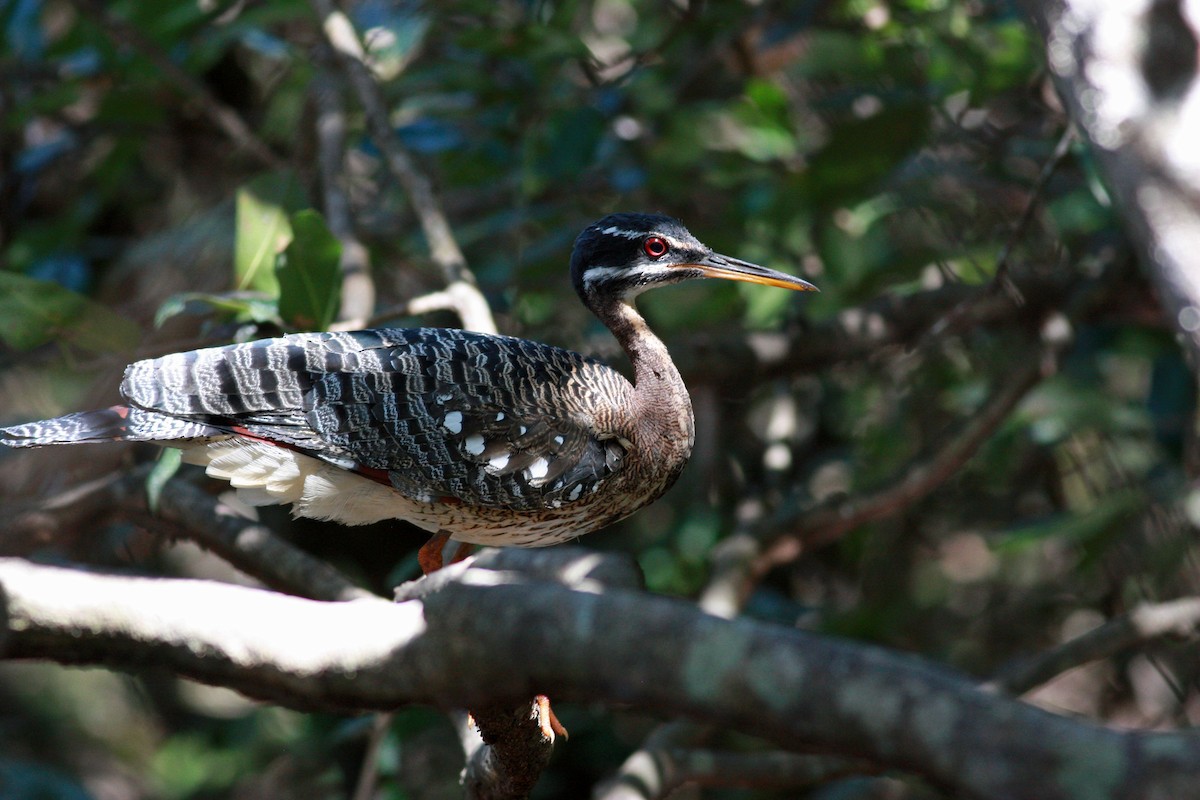 Sunbittern - ML30769131