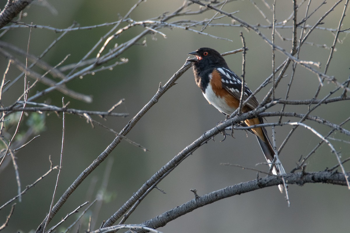 Spotted Towhee - ML307693391