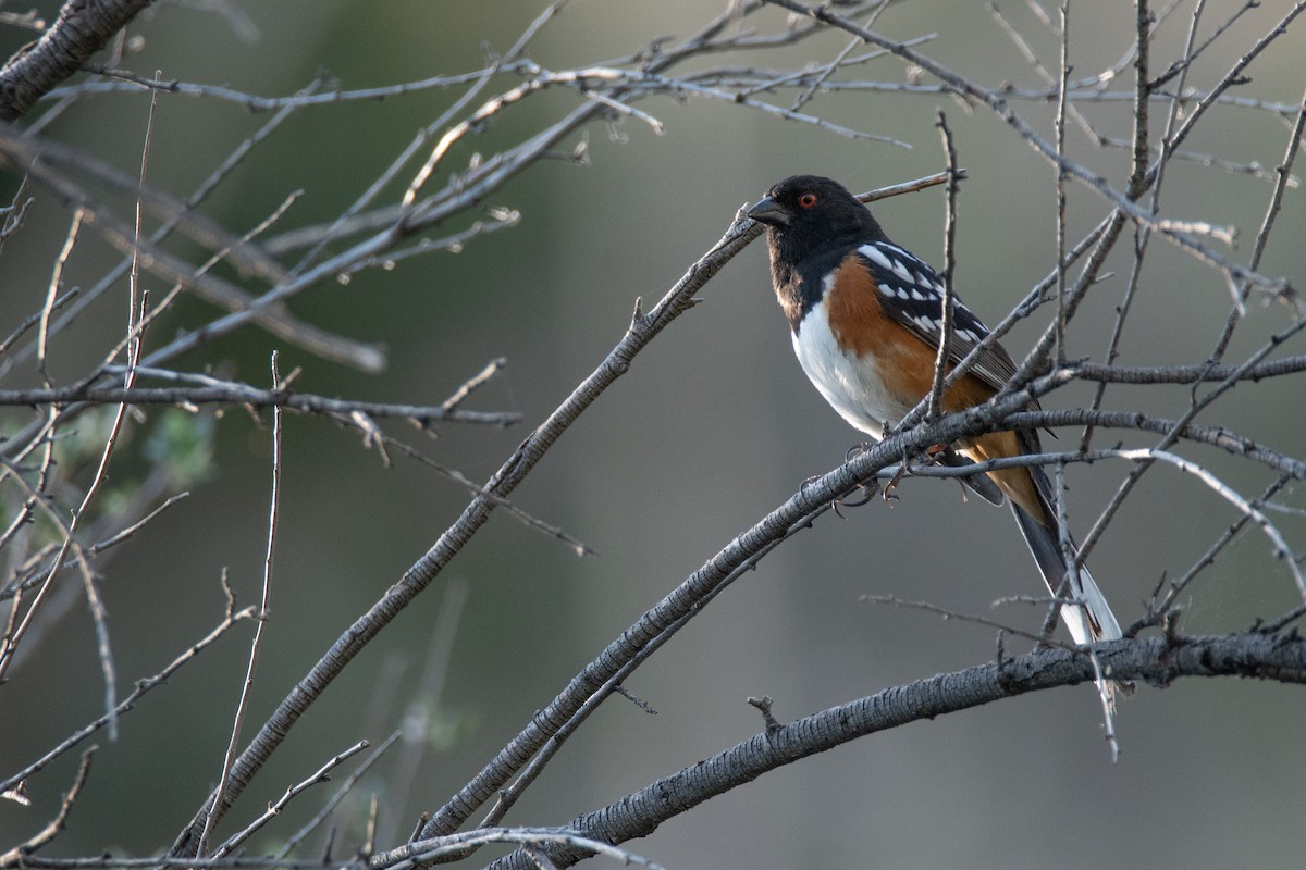 Spotted Towhee - ML307693461