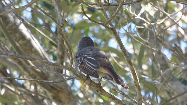 Swainson's Flycatcher - ML307695161